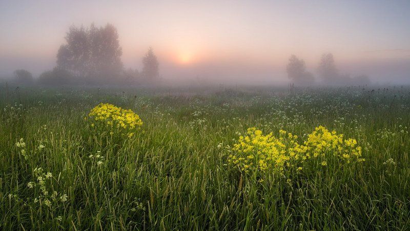 Сурепка-не репка фото превью