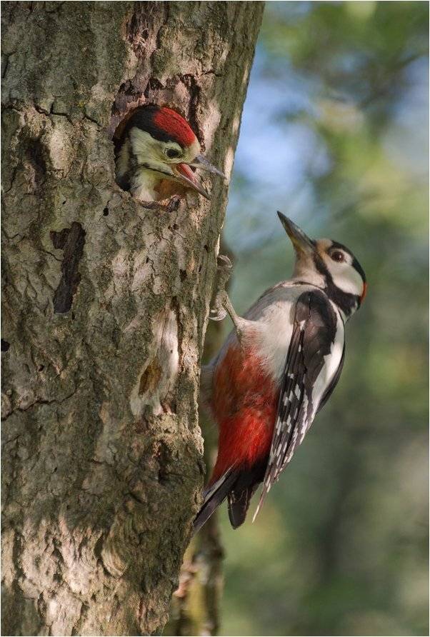 , Руслан Сигушин