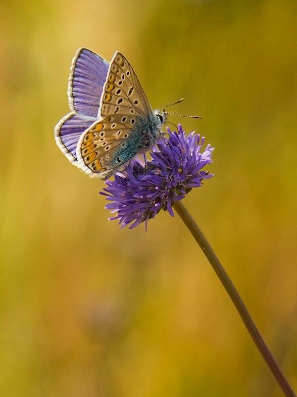 , Pawel Plucinski