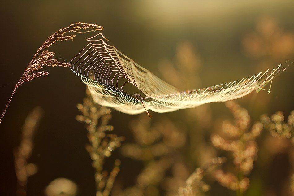 , Иваненко Светлана