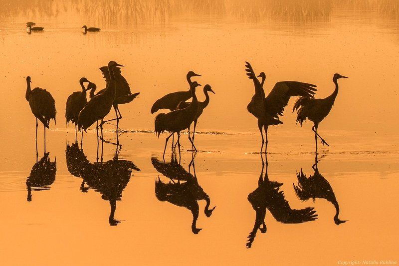 журавли, заповедник, озеро, отражения, природа, птицы, рассвет, свет, утро Журавушки на золотом рассвете ... фото превью