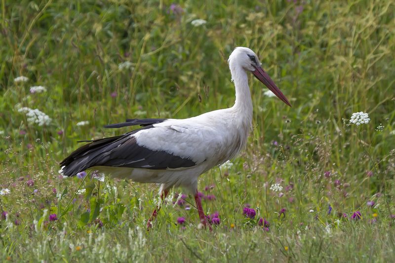 Аист Аист фото превью