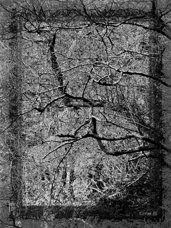 nature, black & white, macro, abstract, Pollock фото превью