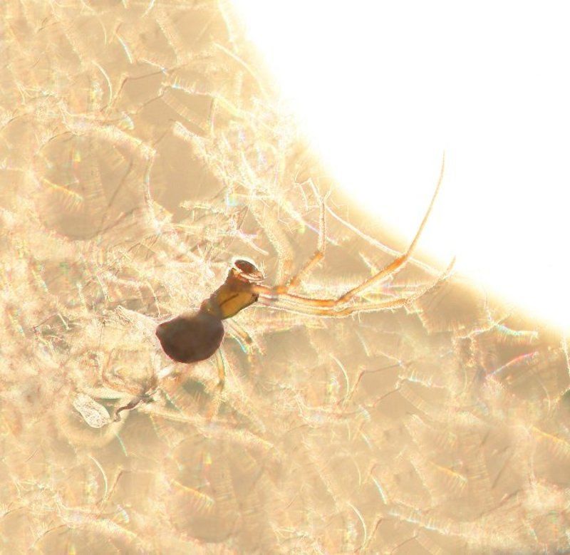 Солнечная пряжа фото превью