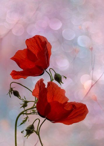 Иногда они... танцуют...)