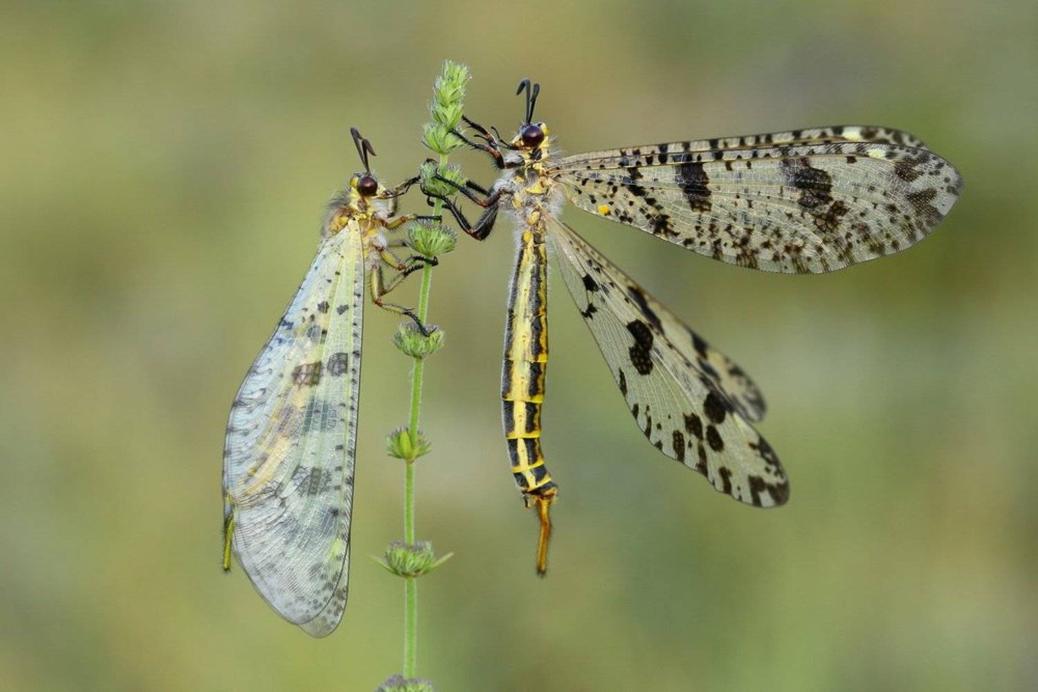 Ant lion, Hasan Baglar