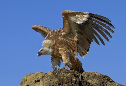 Повелитель гор.