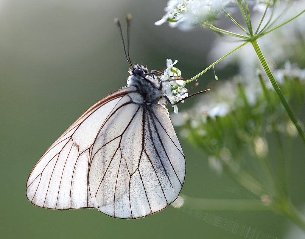 , Сергей Таланов