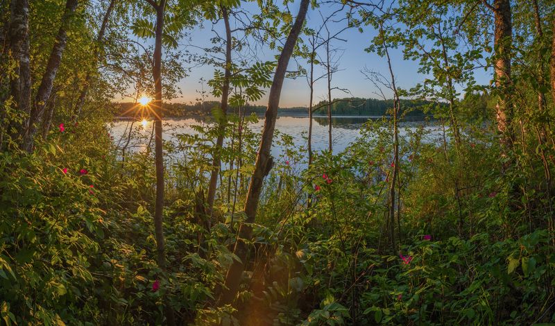 Закат, Лето, Озеро, Тишина, Шиповник *** фото превью