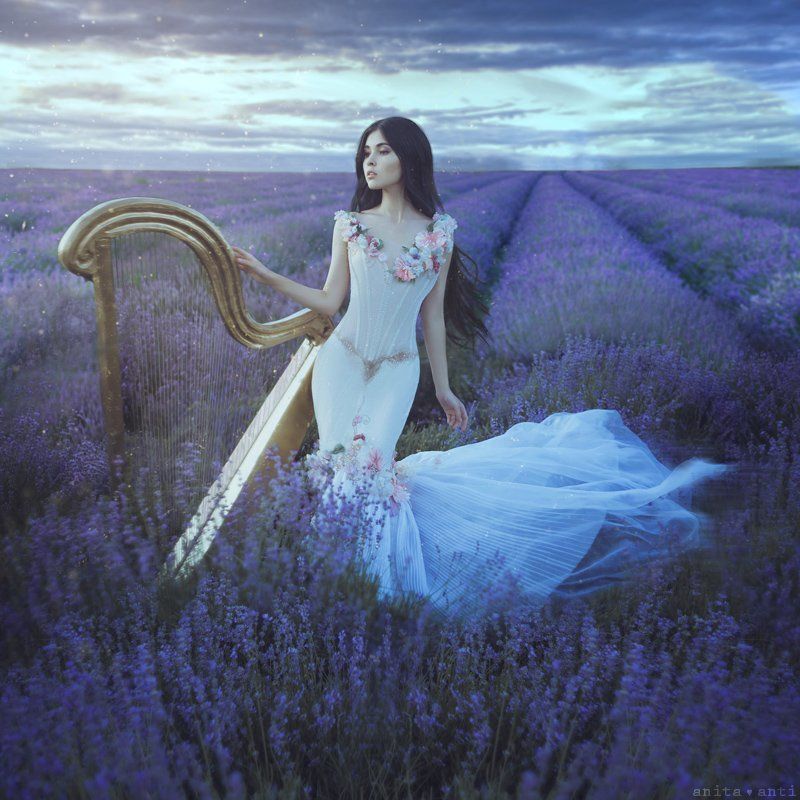 Lavender nocturne фото превью