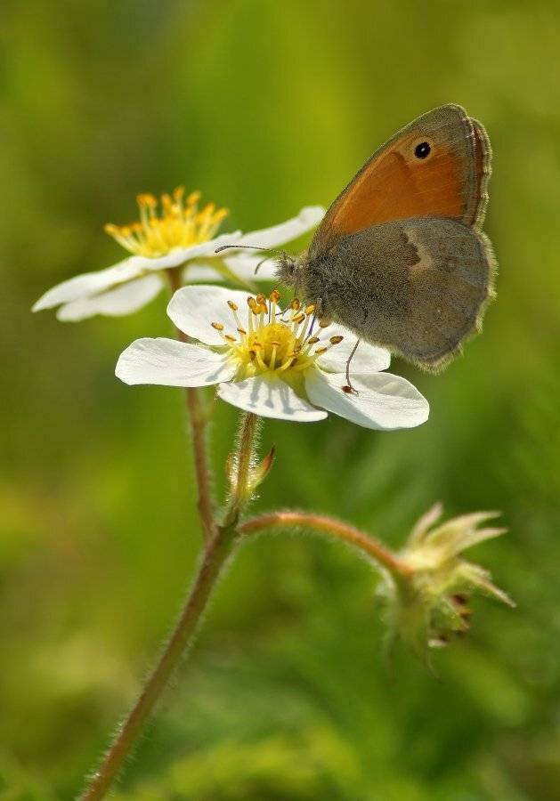 , Чепленко Алексей