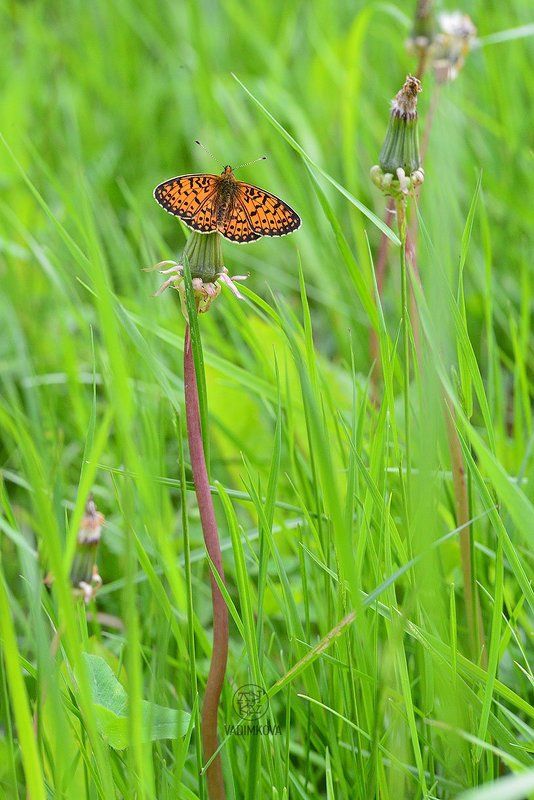 butterfly2015 фото превью