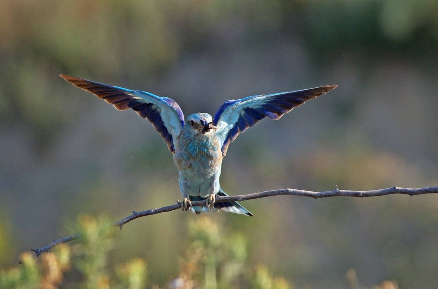 сизоворонка, синявица, Евгени Стефанов