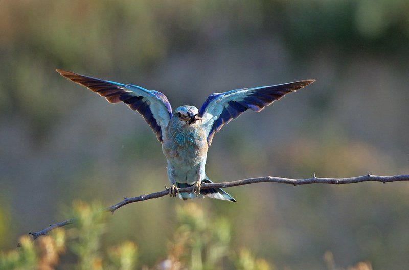 сизоворонка, синявица Сизоворонка фото превью