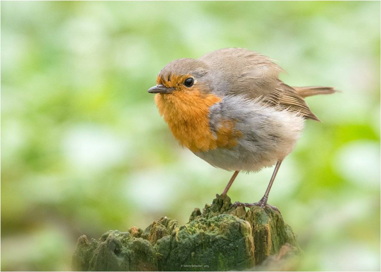, Валерий Субачев