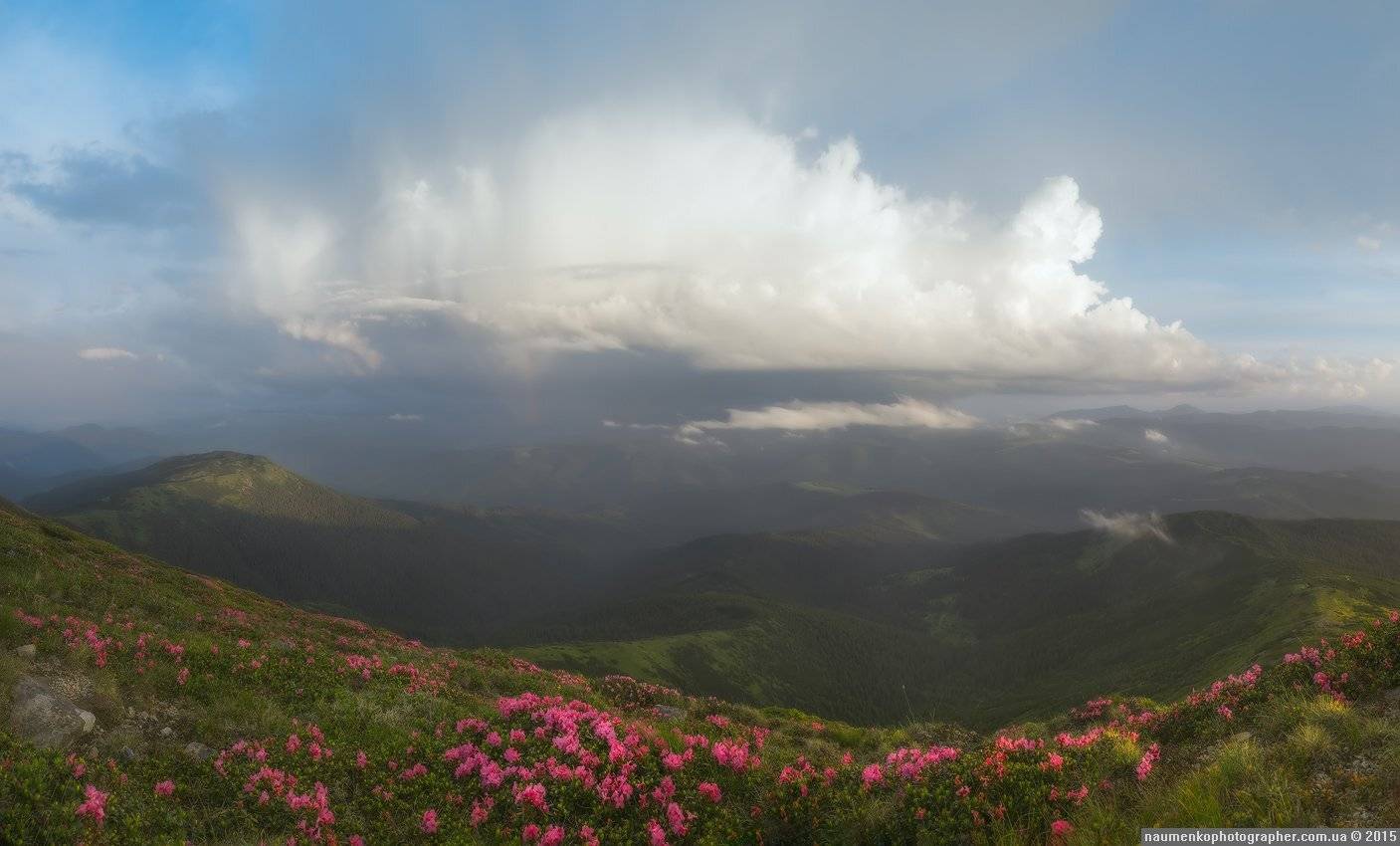 Карпаты, Облако, Пейзаж, Рододендрон, Украина, Александр Науменко