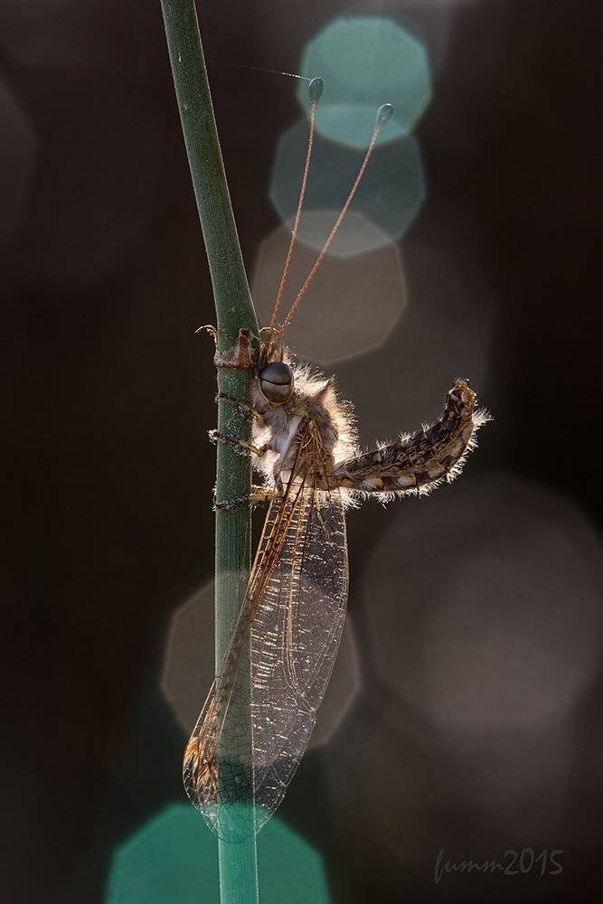 , Игорь ФУММ