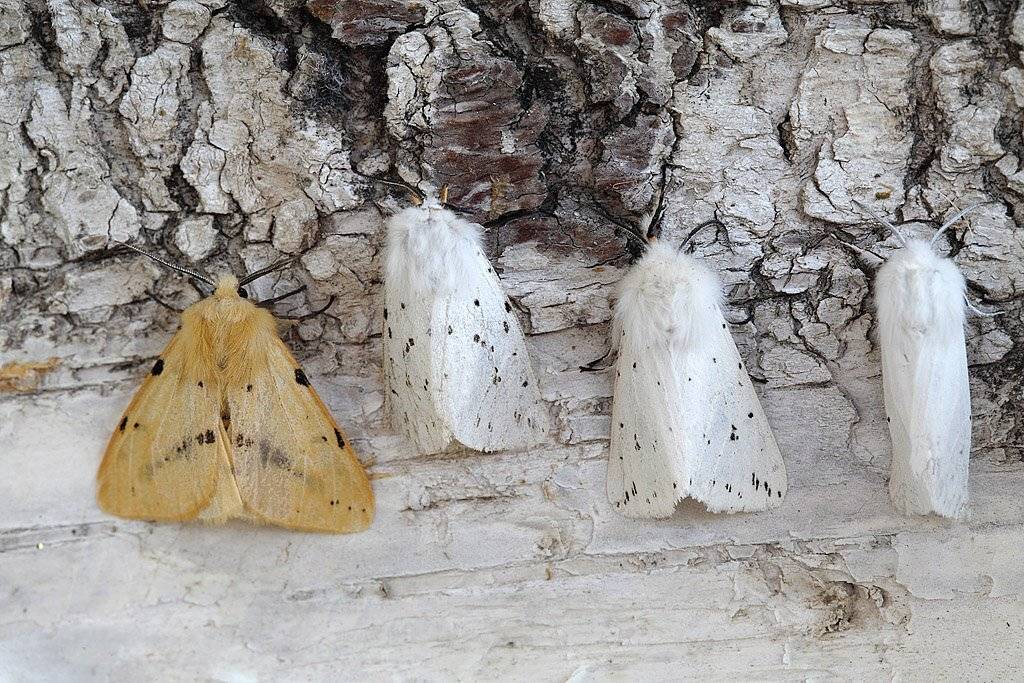 , Сергей Таланов