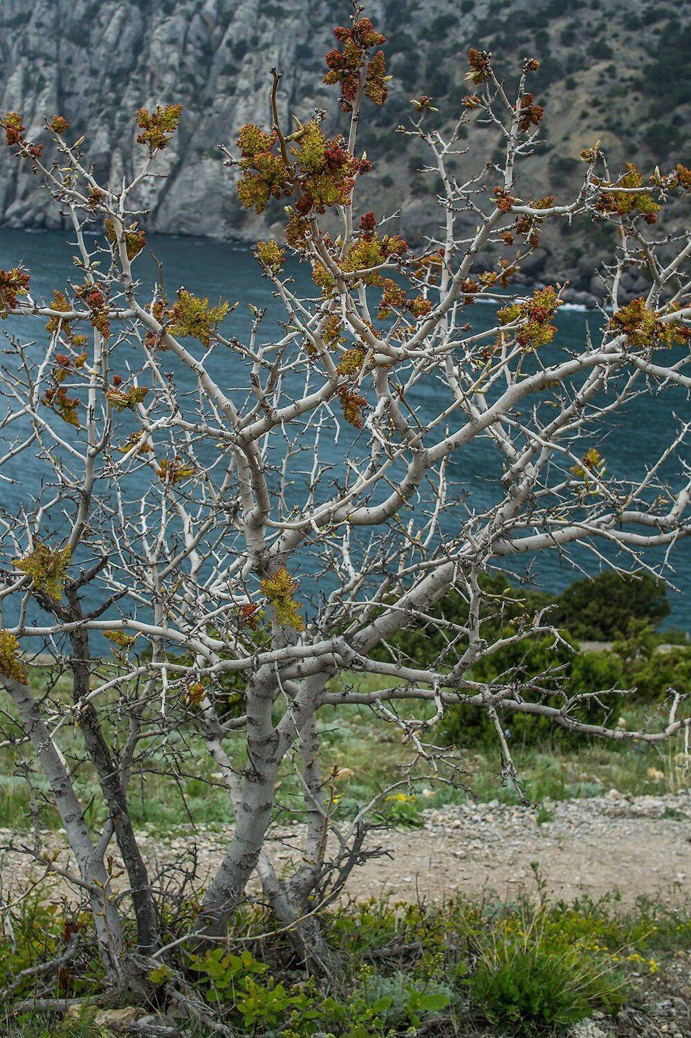 , Владлен Халимов