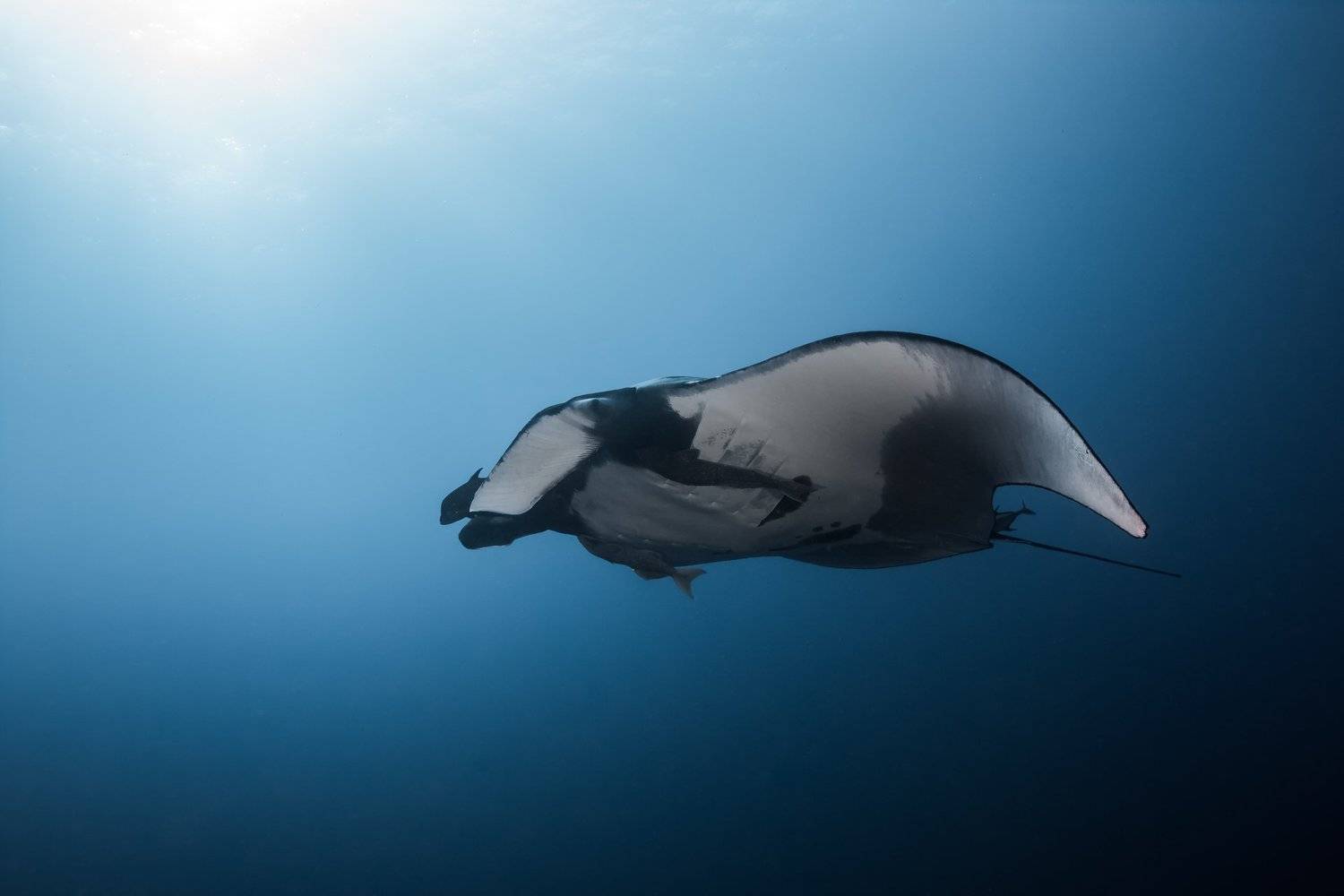 El Boiler, Манта, Алексей Пупышев