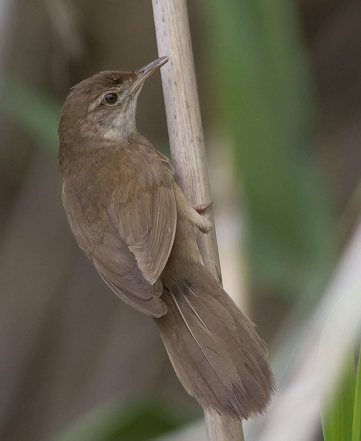 Соловьиный, сверчок, славковые, Тесленко Игорь