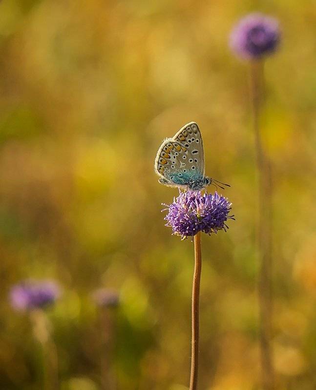 , Pawel Plucinski