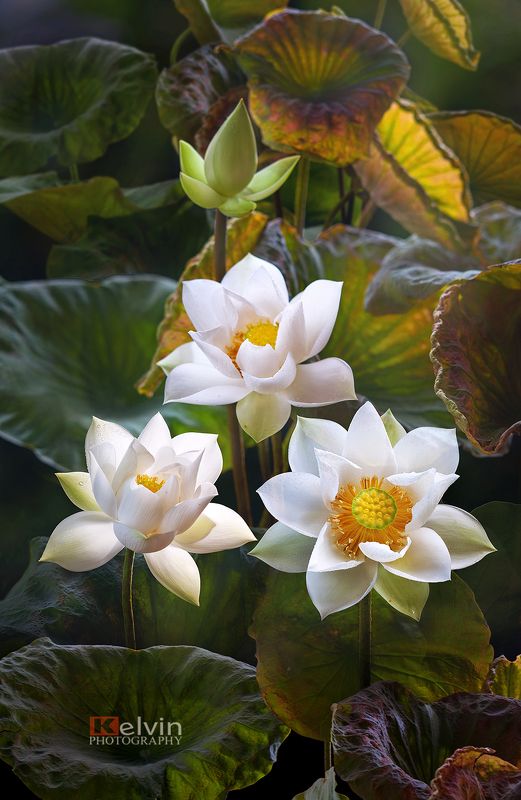 Hoa Sen фото превью