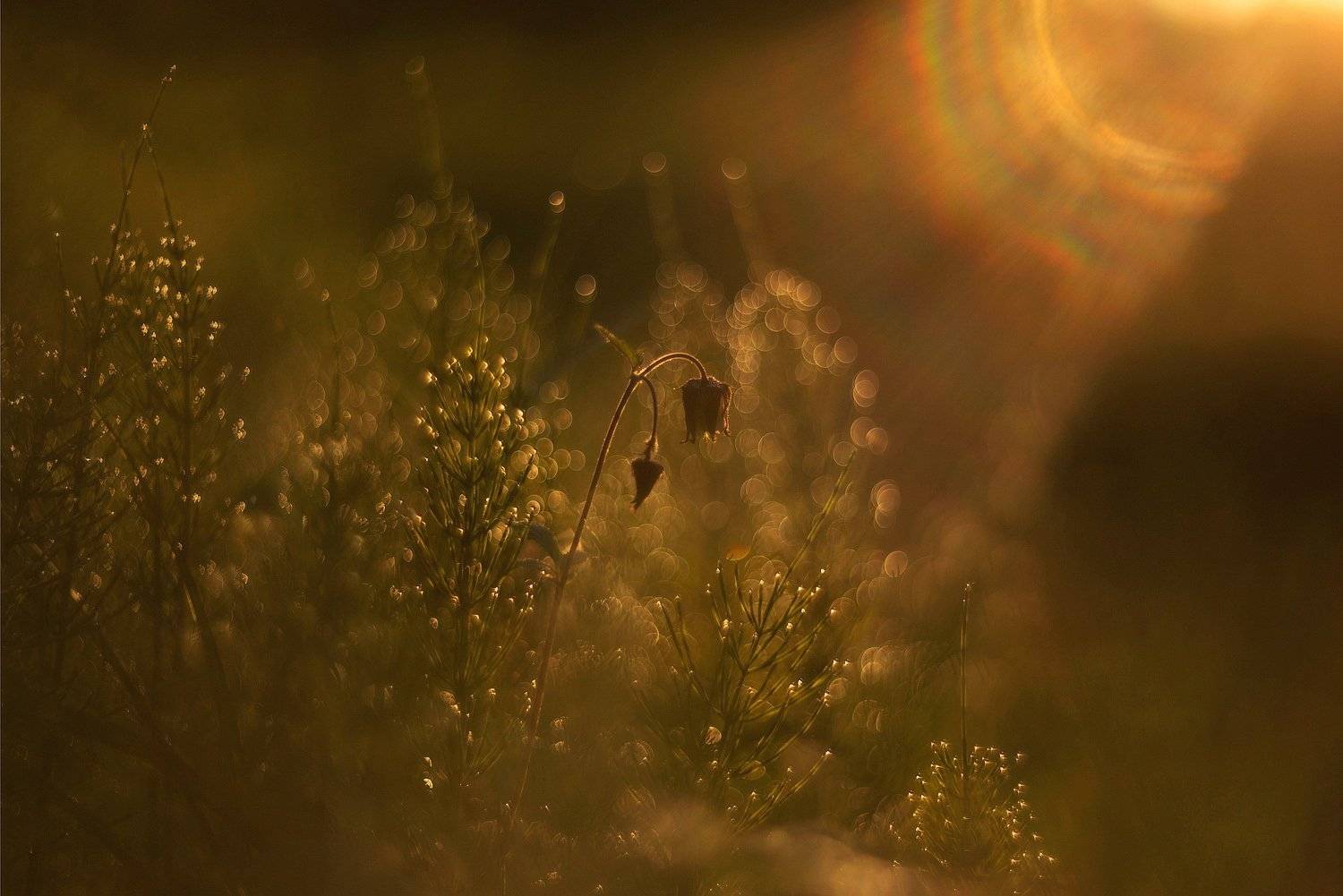 закат, лето, природа, свет, helios, гелиос, Таня SHE (Aiya)