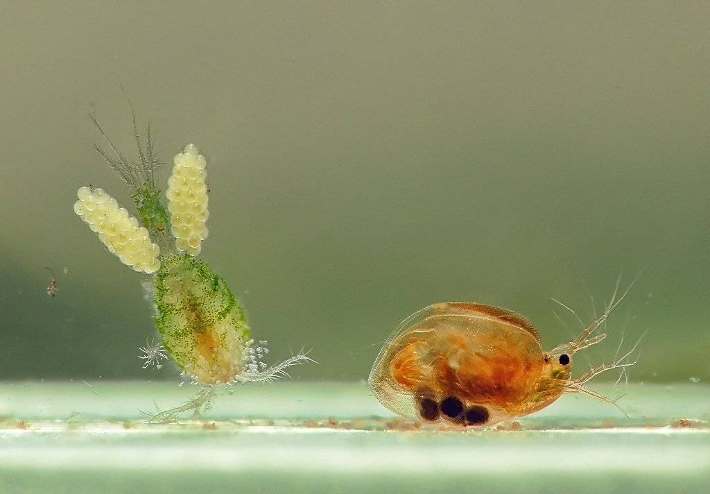 , Валерия Зверева