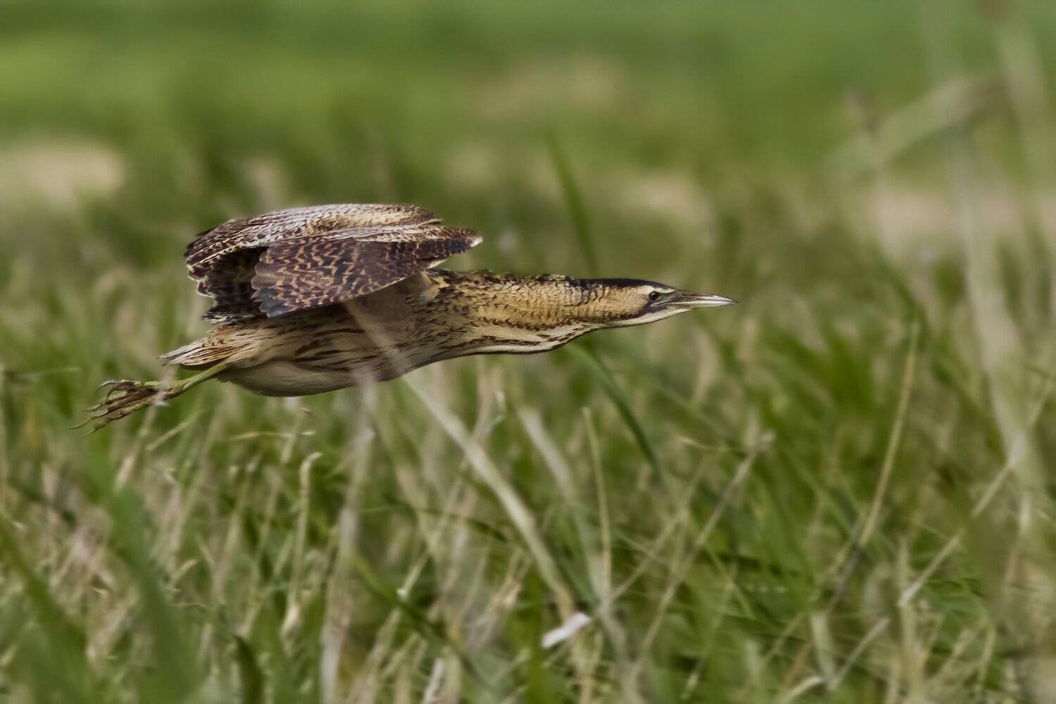 Выпь, Ляпустин Юра