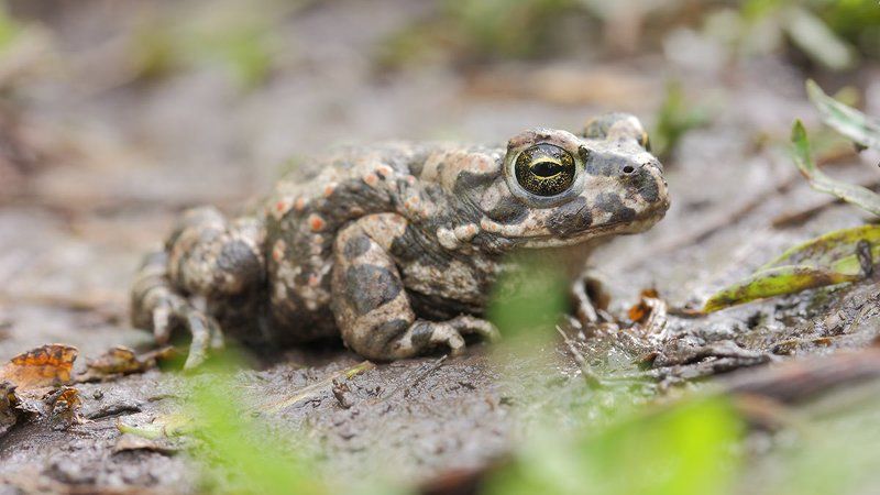 Bufo viridis, Зеленая жаба Зеленая жаба ІІ фото превью