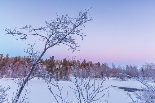 Зимняя зарисовка природы в сумерках
