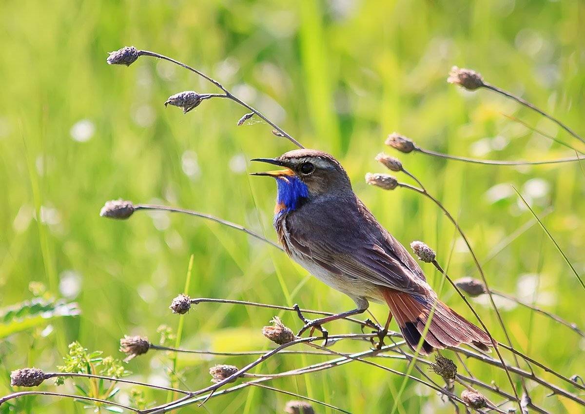 варакушка, Наталья