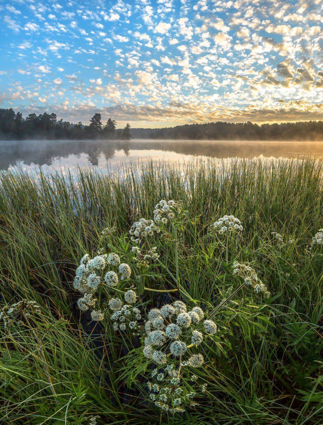 Весна, Рассвет, Цветы, Лашков Фёдор