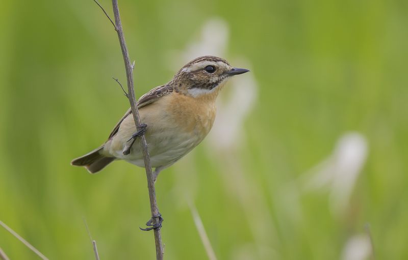 Чекан, мухоловковые Луговой чекан фото превью