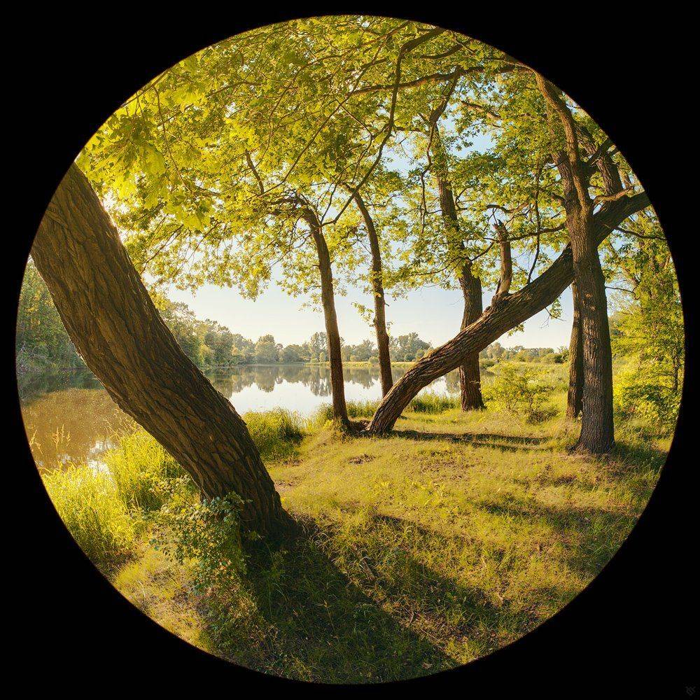 trees, water, mood, nature, Wojciech Grzanka