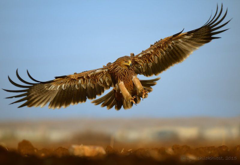imperial eagle... фото превью