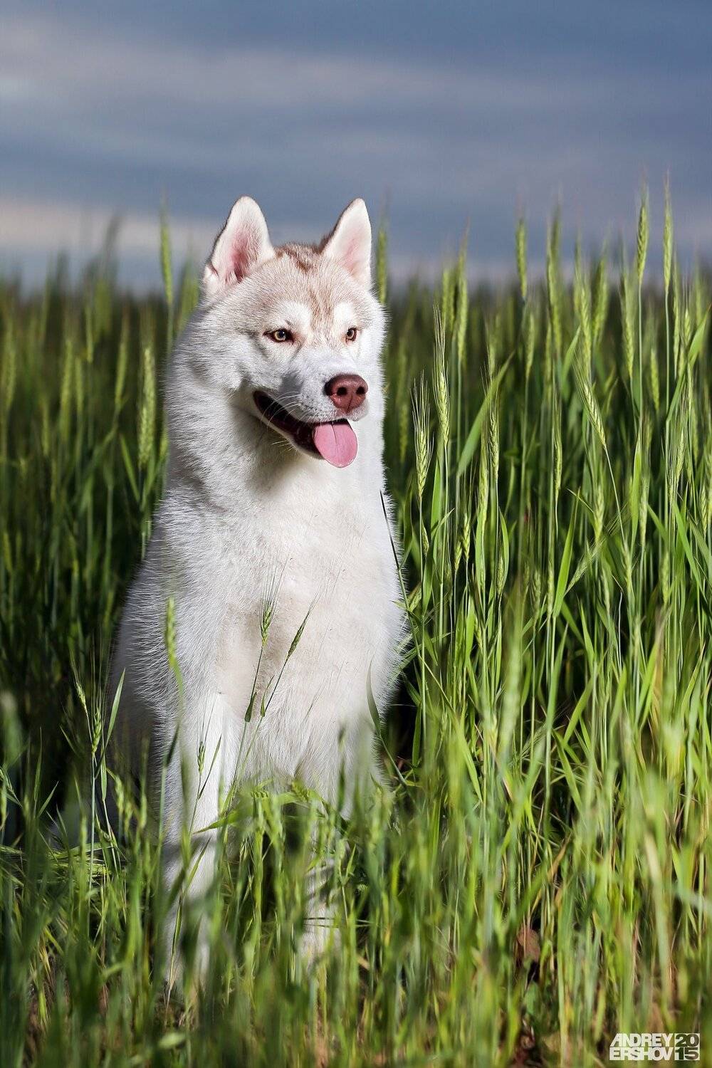 , Андрей Ершов