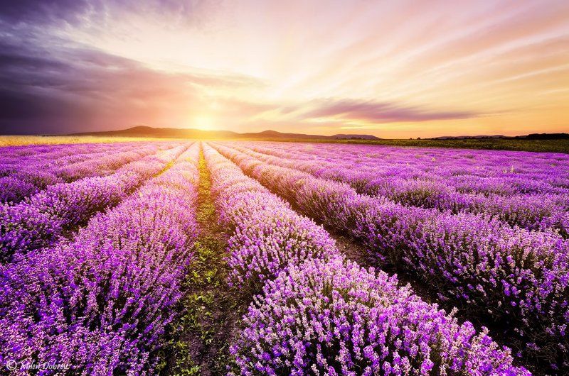 Lavender, Bulgaria, field, sunrise, landscape Lavender Sunrise фото превью