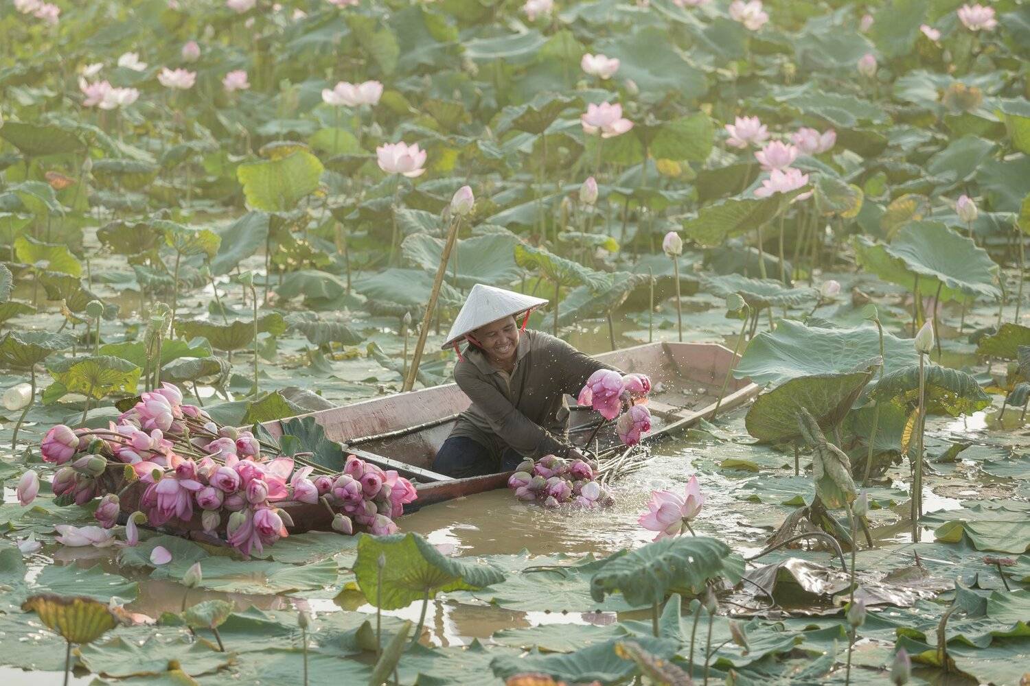 life,woman,living,lifestyle,lotus,garden,flower,park,lake,photo,, SUTIPORN SOMNAM