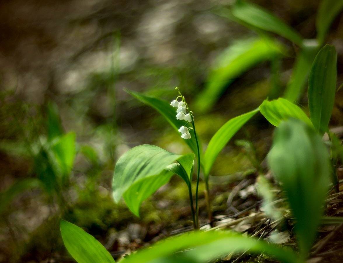 , Марина Брыдня