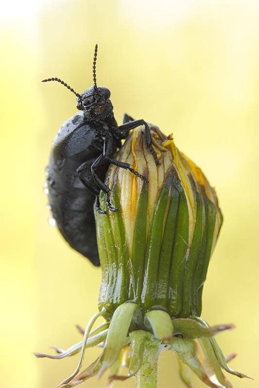 Жук-майка, Самка жука-майки, Роман Рысь