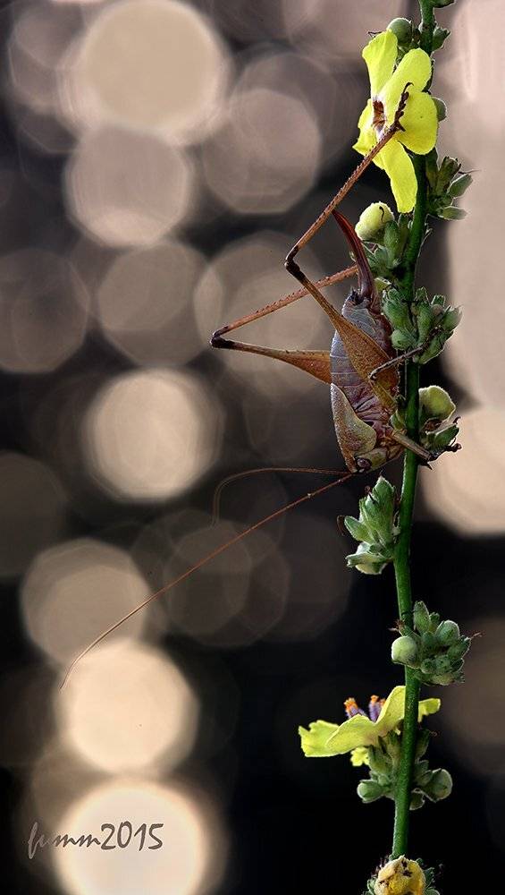 , Игорь ФУММ