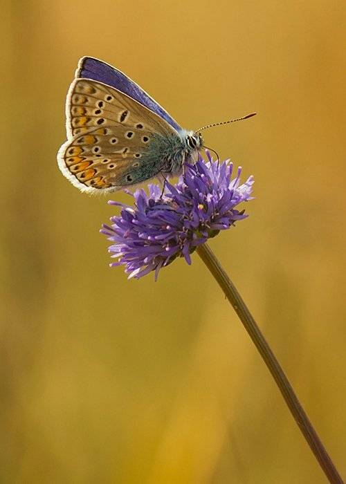 , Pawel Plucinski