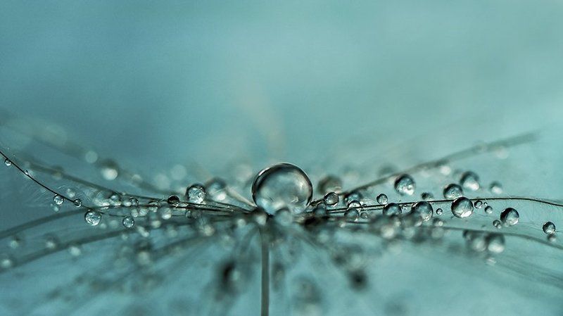 Blue, Dandelion, Drops, Macro, Reflection * фото превью