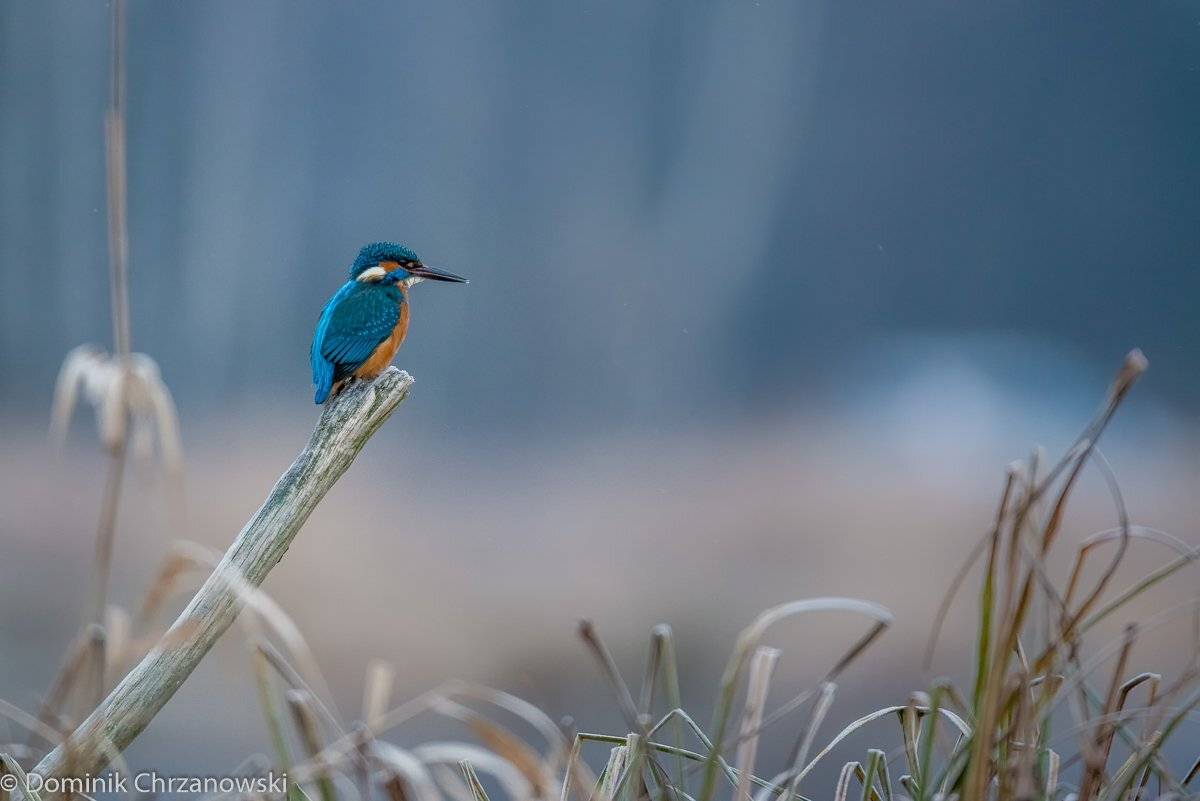 , Dominik Chrzanowski