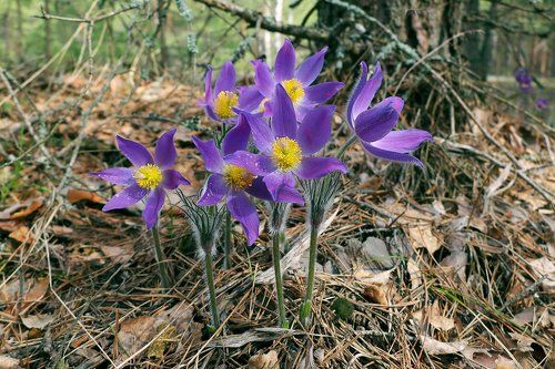Pro Мещёру в цвету