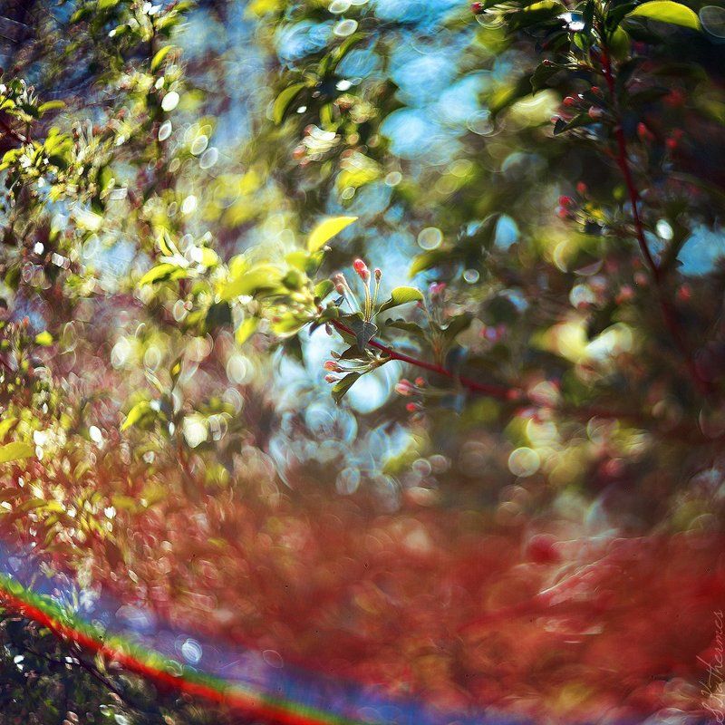 Боке-безумие фото превью