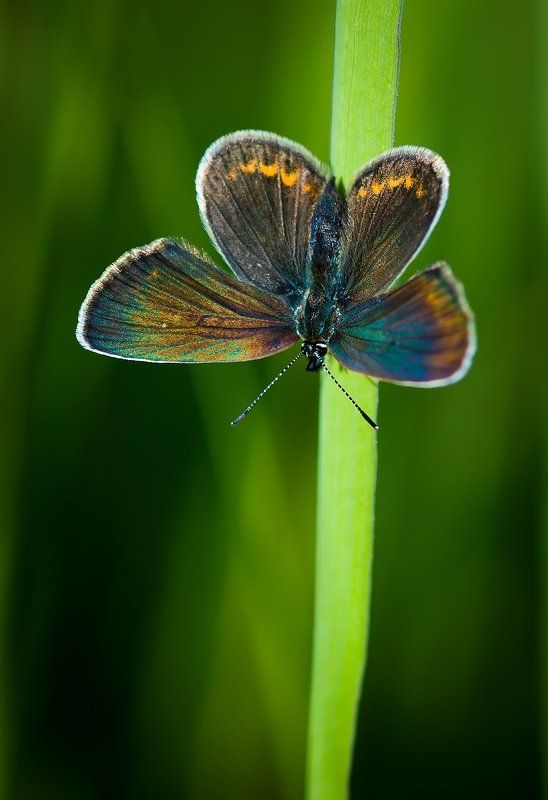 Бабочка, Голицына, Голубянка, Макро *** фото превью