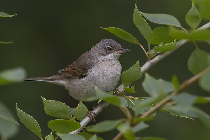 Славка, серая, славковые Славка серая фото превью